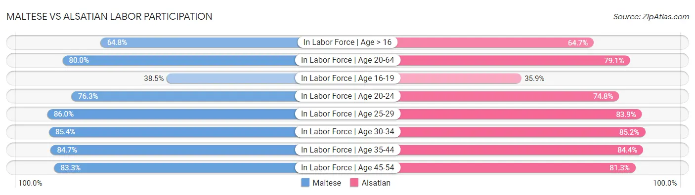 Maltese vs Alsatian Labor Participation