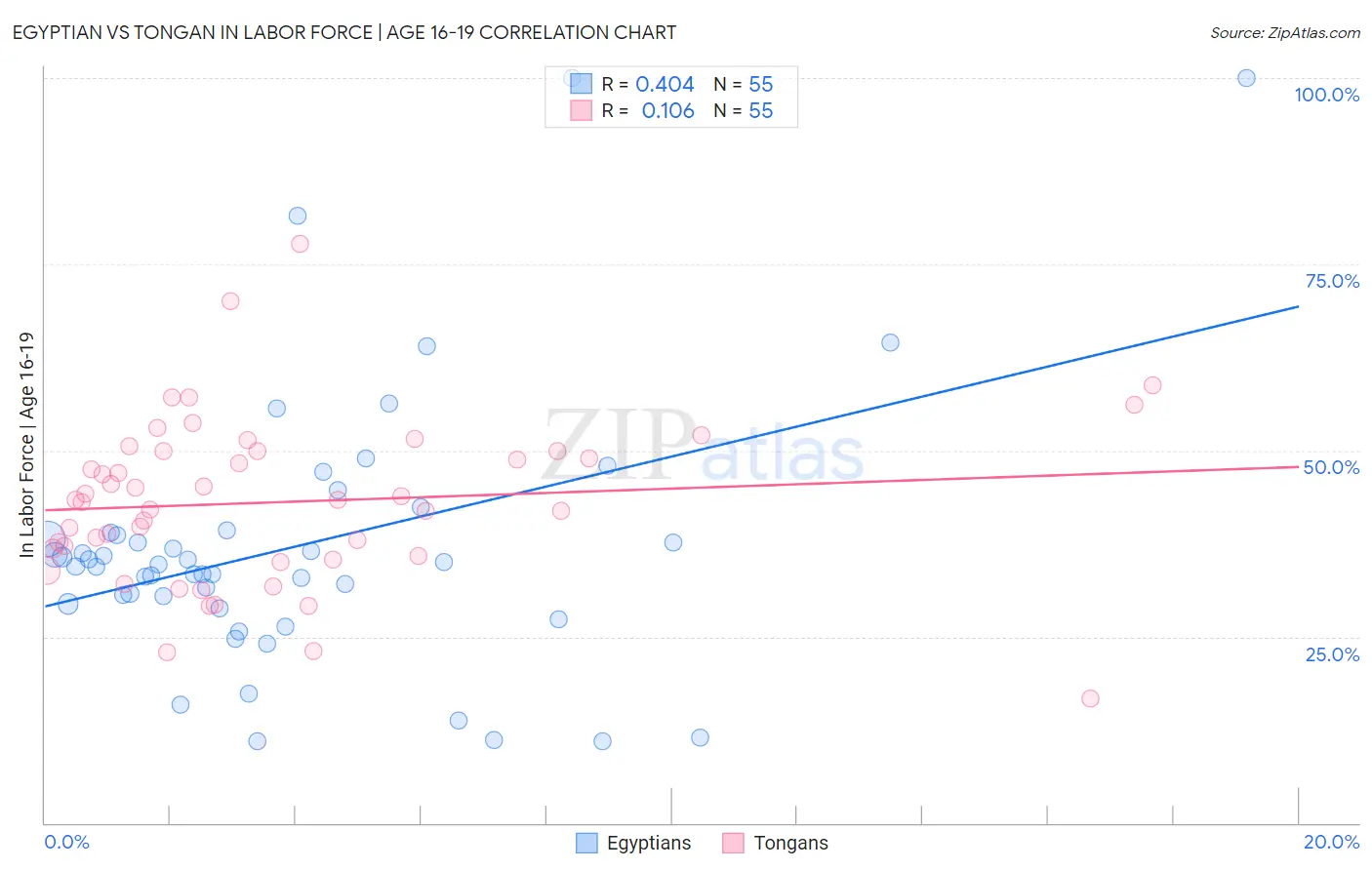 Egyptian vs Tongan In Labor Force | Age 16-19