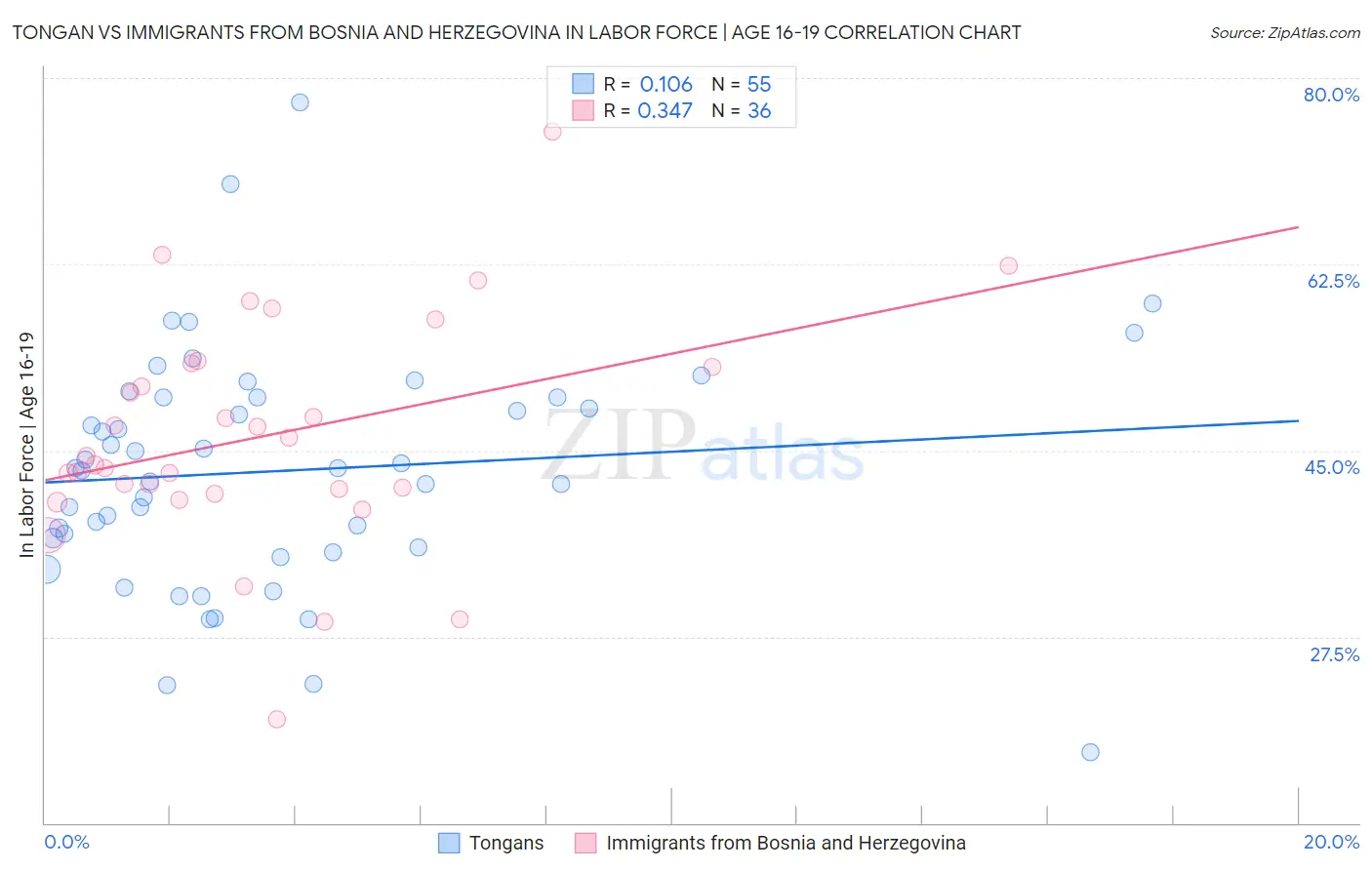 Tongan vs Immigrants from Bosnia and Herzegovina In Labor Force | Age 16-19