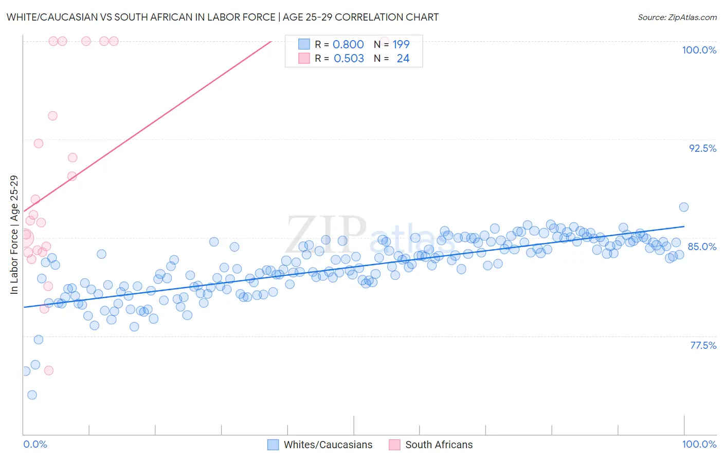 White/Caucasian vs South African In Labor Force | Age 25-29