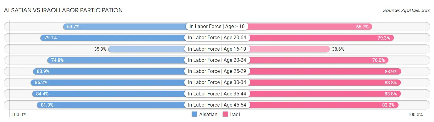 Alsatian vs Iraqi Labor Participation