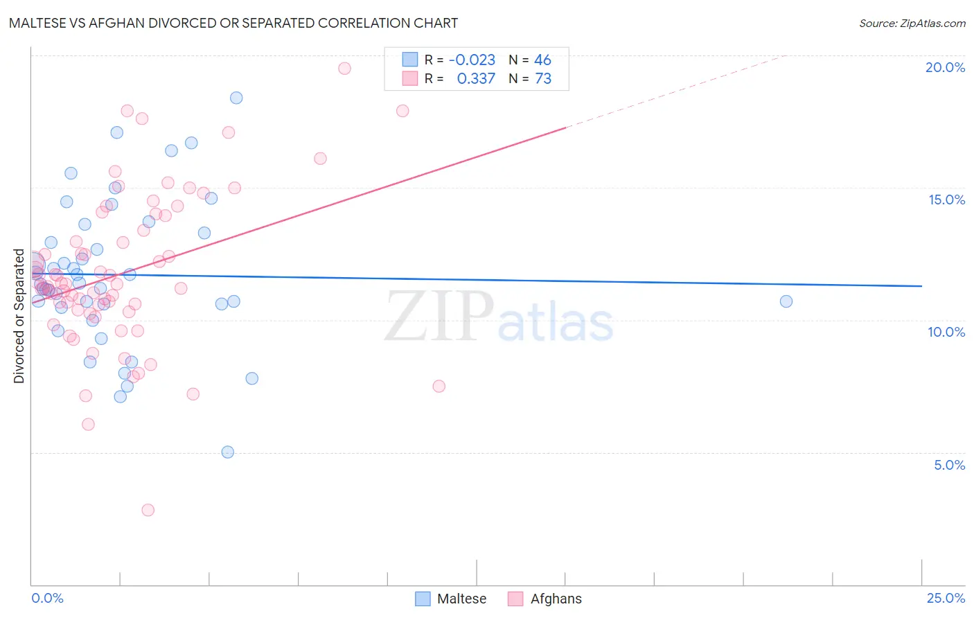 Maltese vs Afghan Divorced or Separated