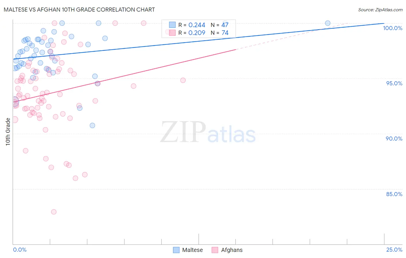 Maltese vs Afghan 10th Grade