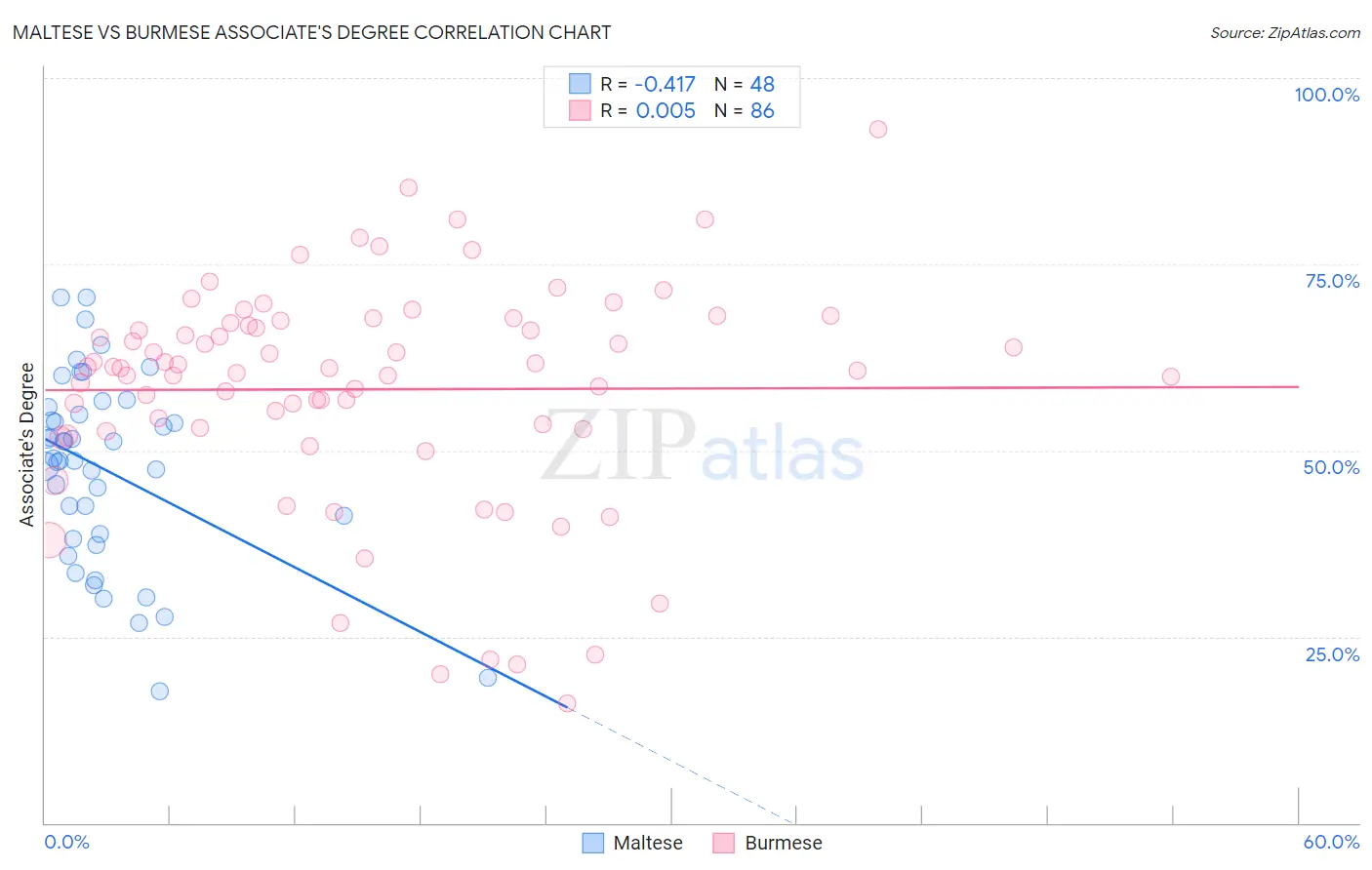 Maltese vs Burmese Associate's Degree