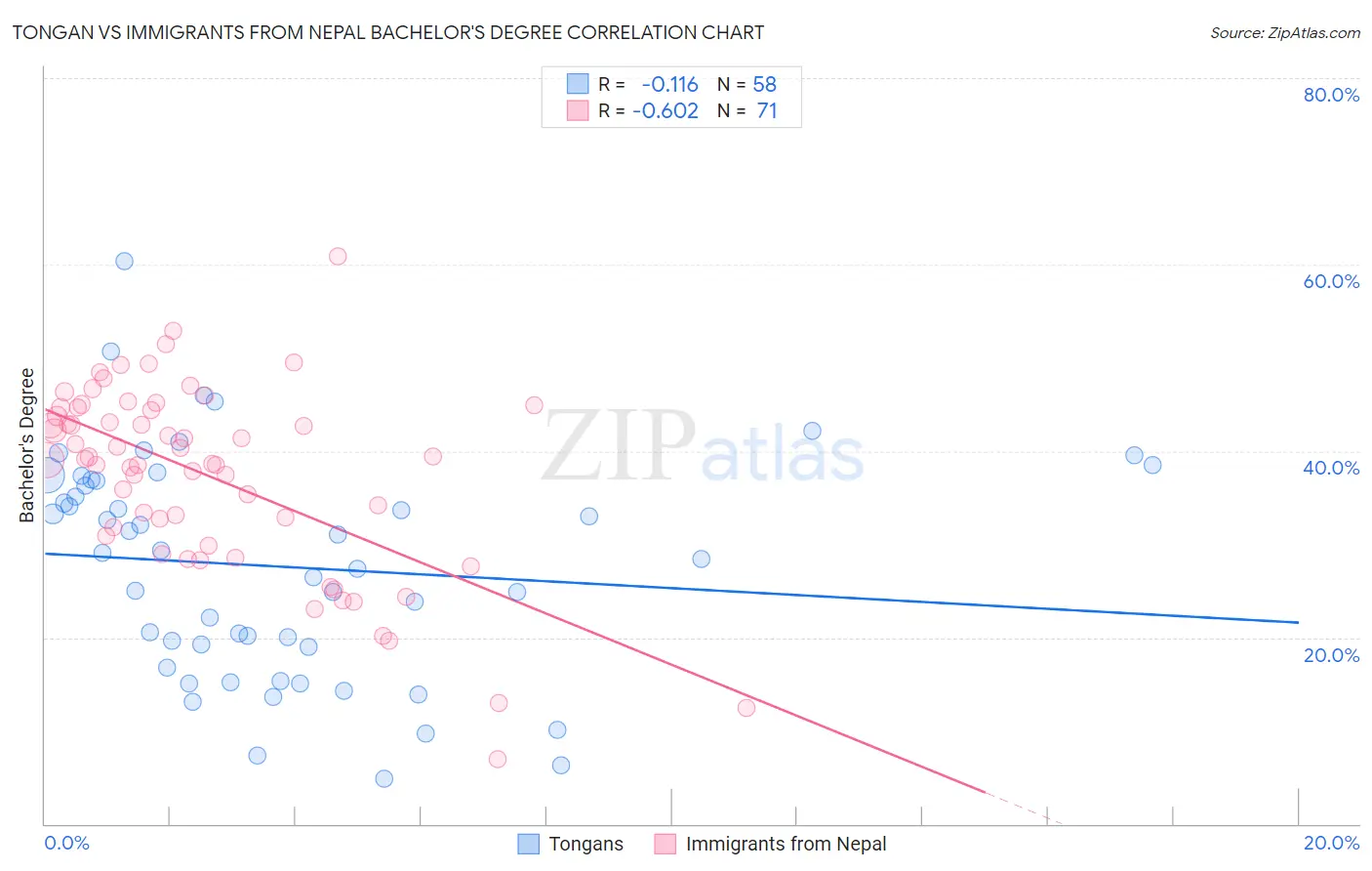 Tongan vs Immigrants from Nepal Bachelor's Degree