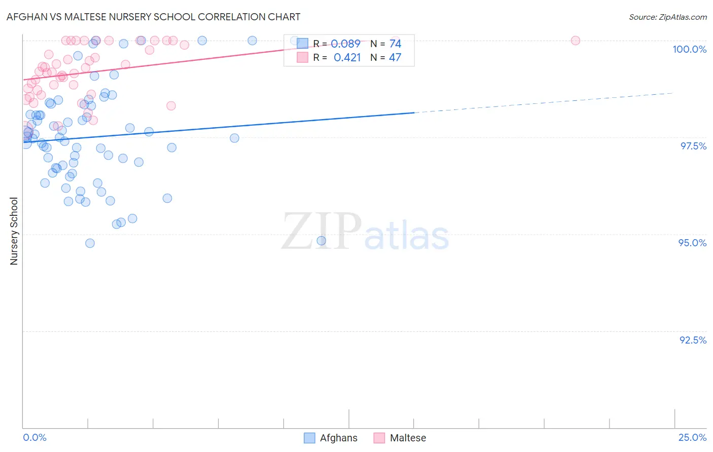 Afghan vs Maltese Nursery School