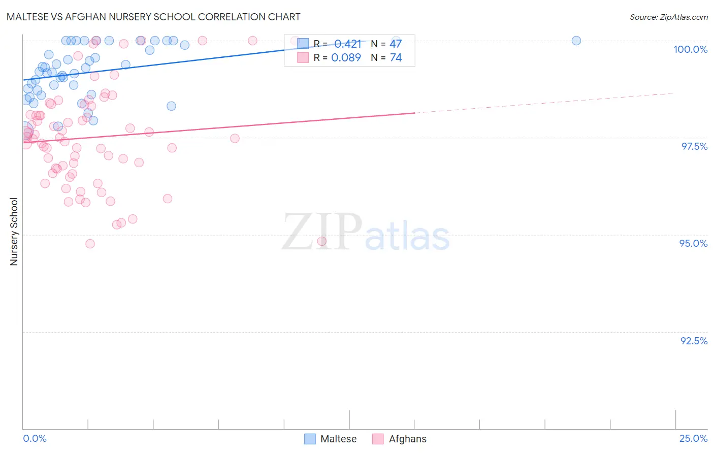 Maltese vs Afghan Nursery School