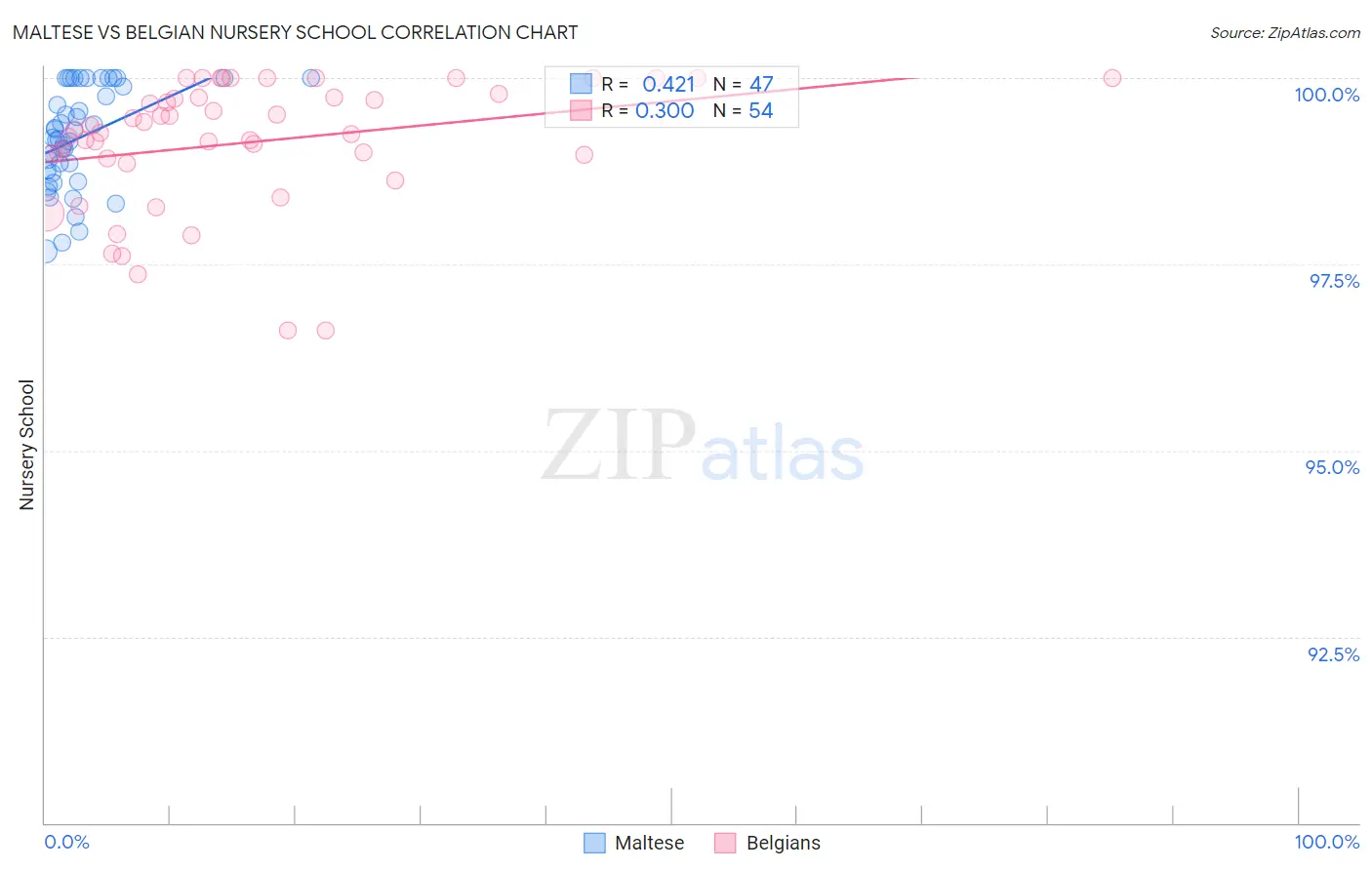 Maltese vs Belgian Nursery School