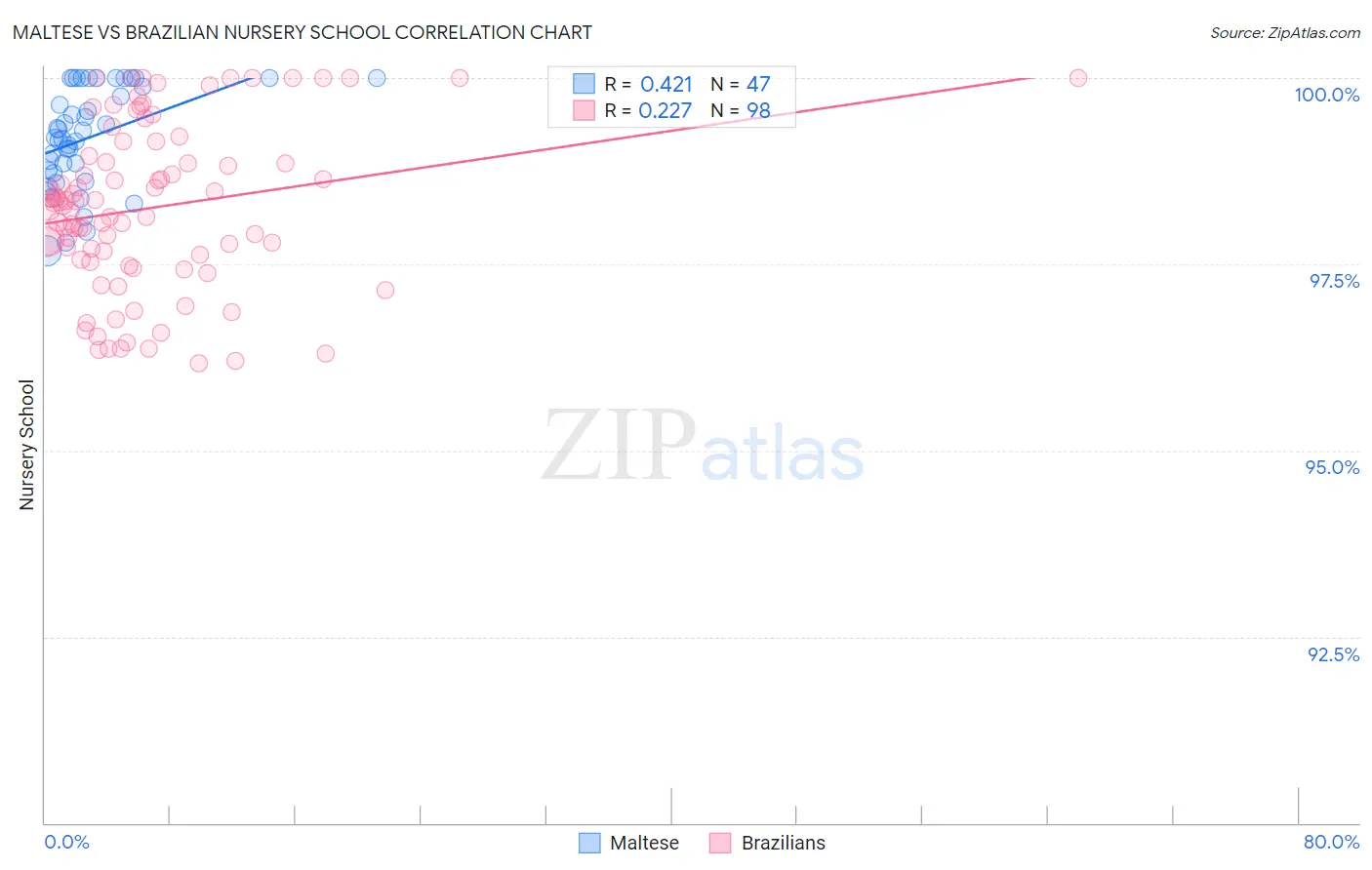 Maltese vs Brazilian Nursery School