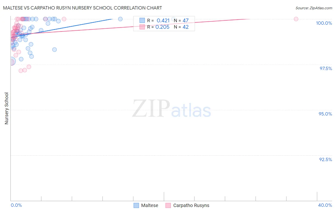 Maltese vs Carpatho Rusyn Nursery School