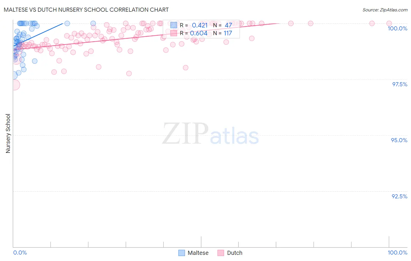 Maltese vs Dutch Nursery School