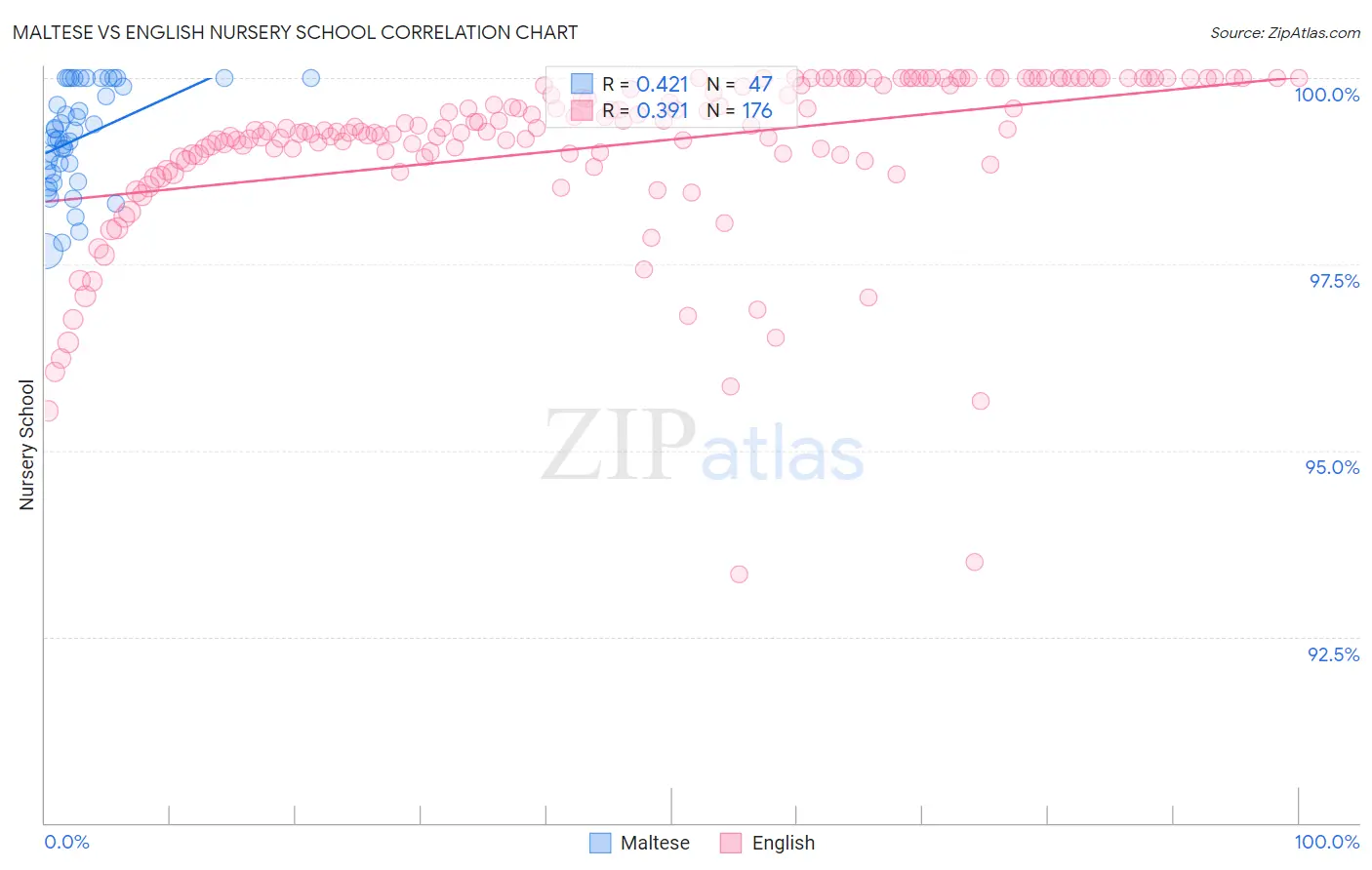 Maltese vs English Nursery School