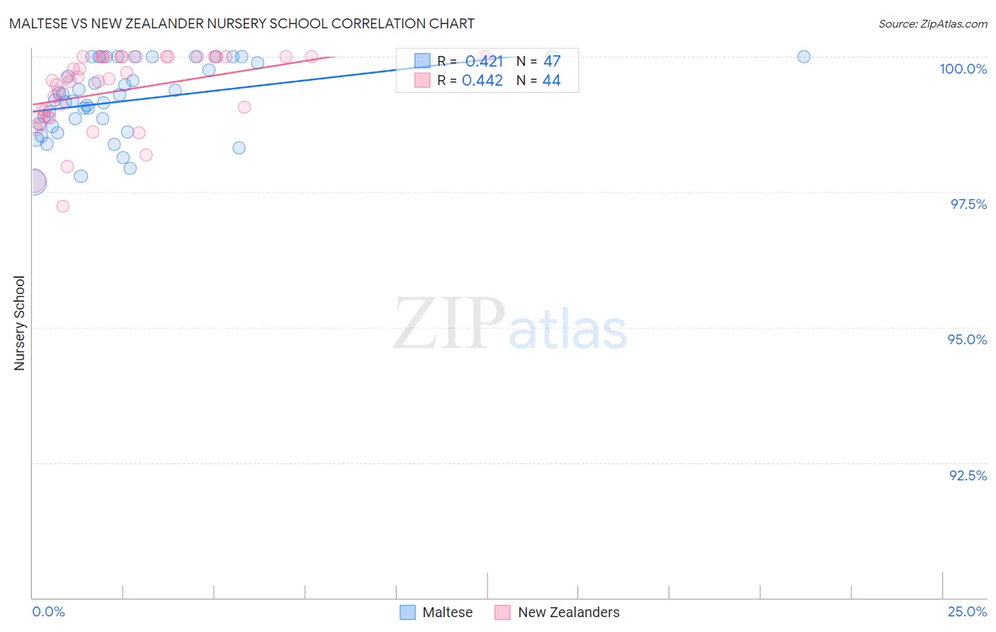 Maltese vs New Zealander Nursery School