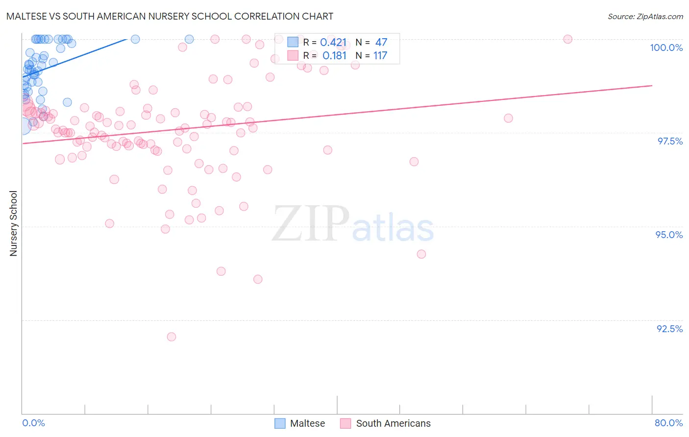 Maltese vs South American Nursery School