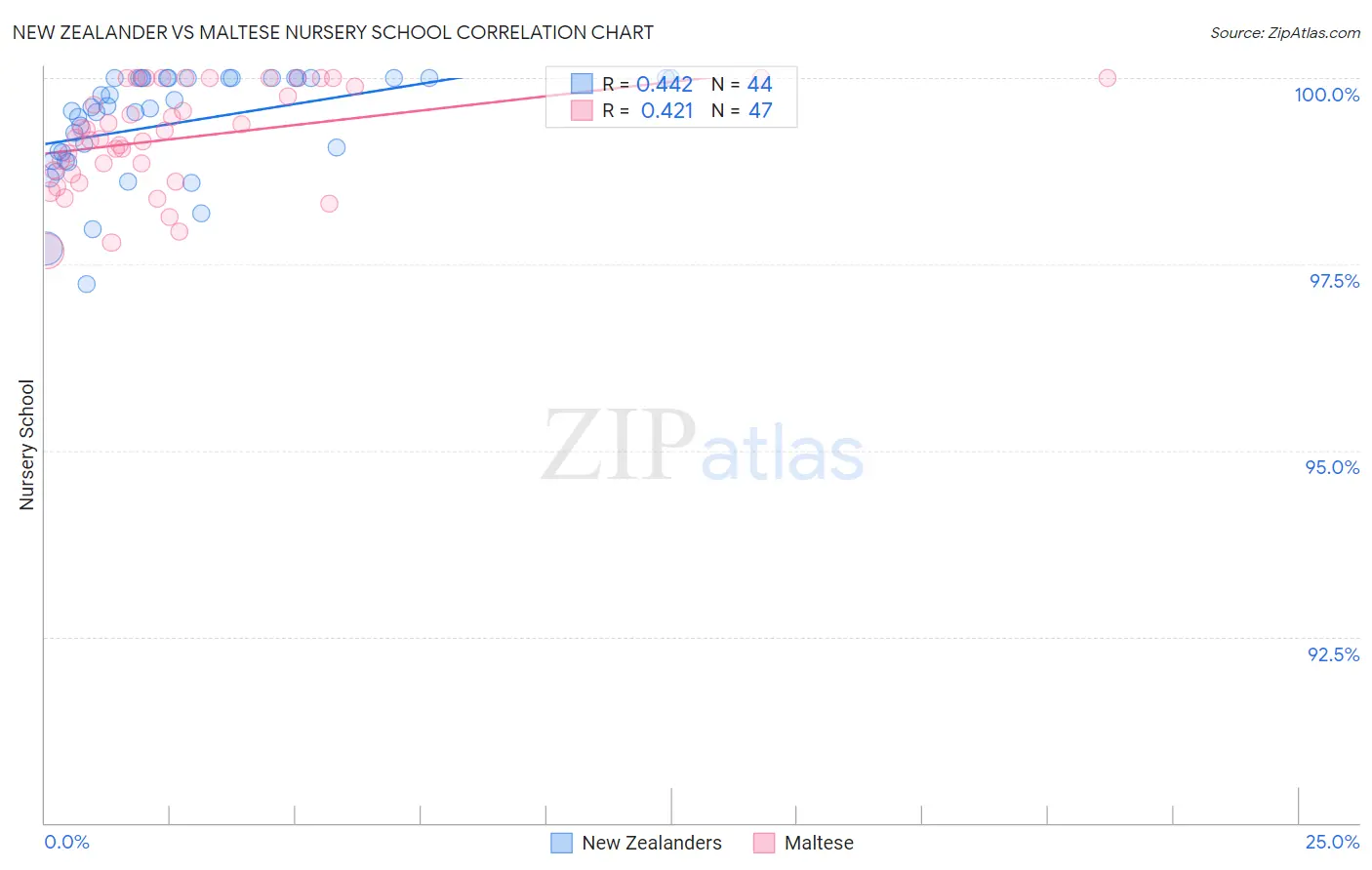 New Zealander vs Maltese Nursery School