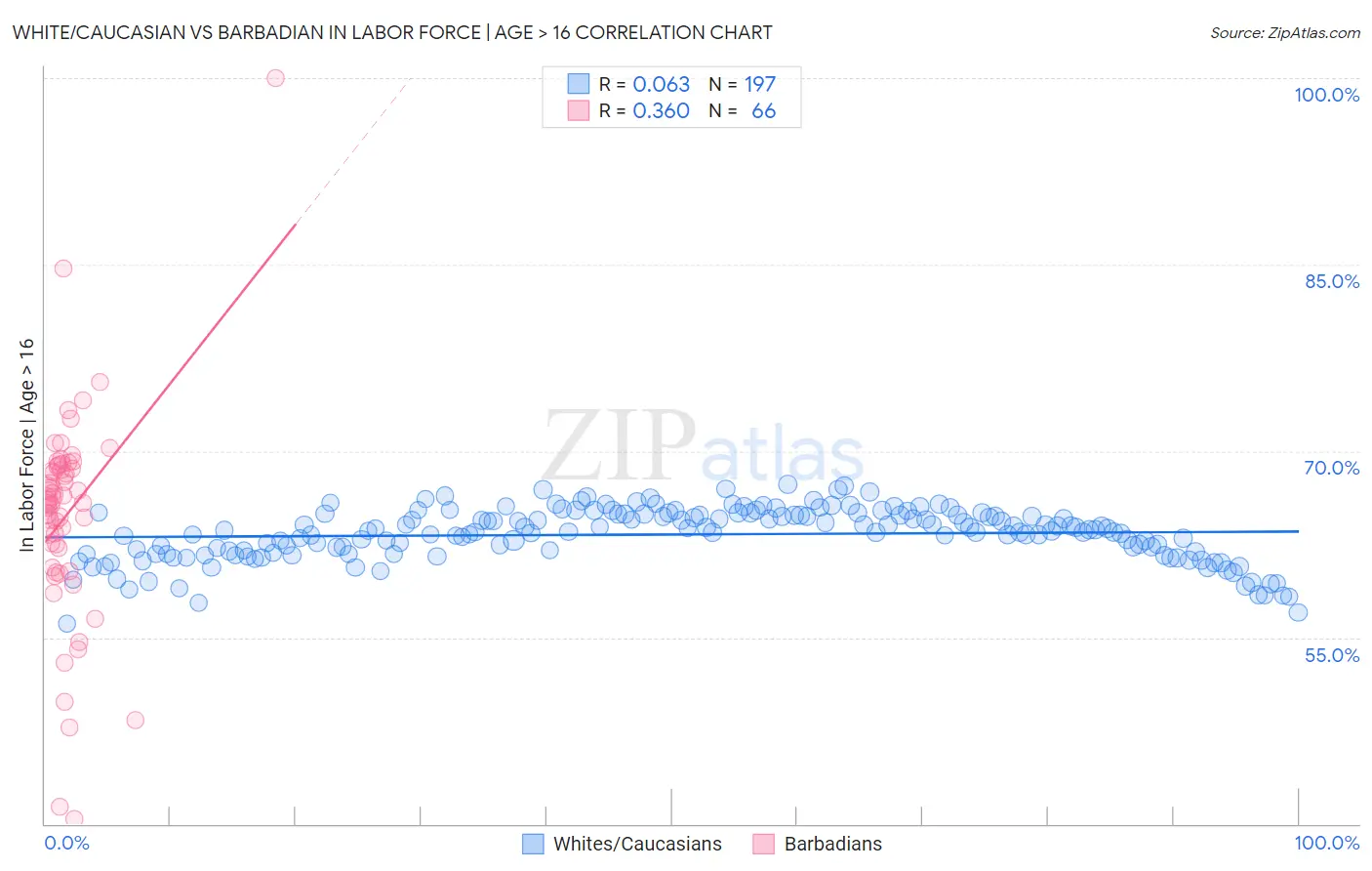 White/Caucasian vs Barbadian In Labor Force | Age > 16