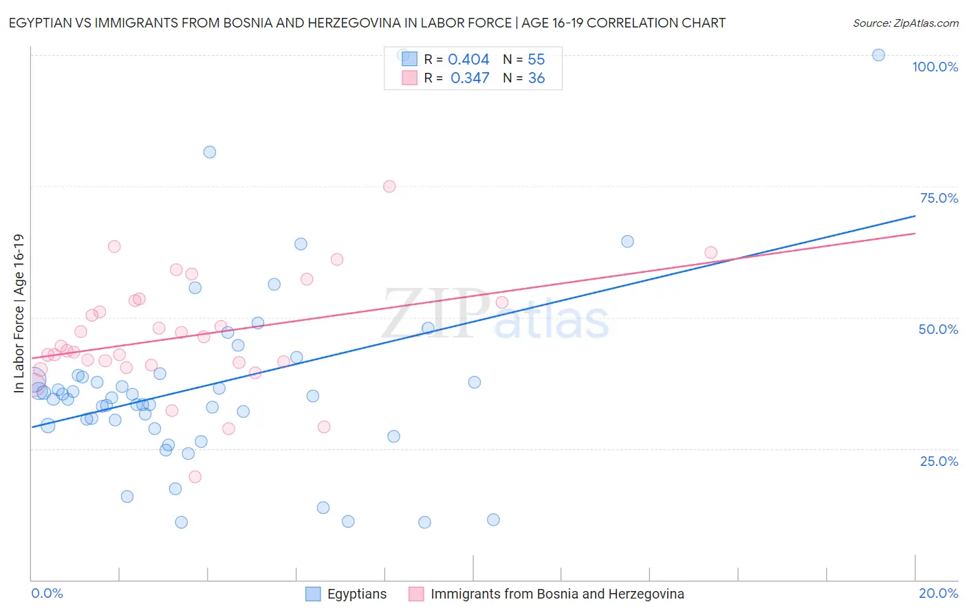 Egyptian vs Immigrants from Bosnia and Herzegovina In Labor Force | Age 16-19