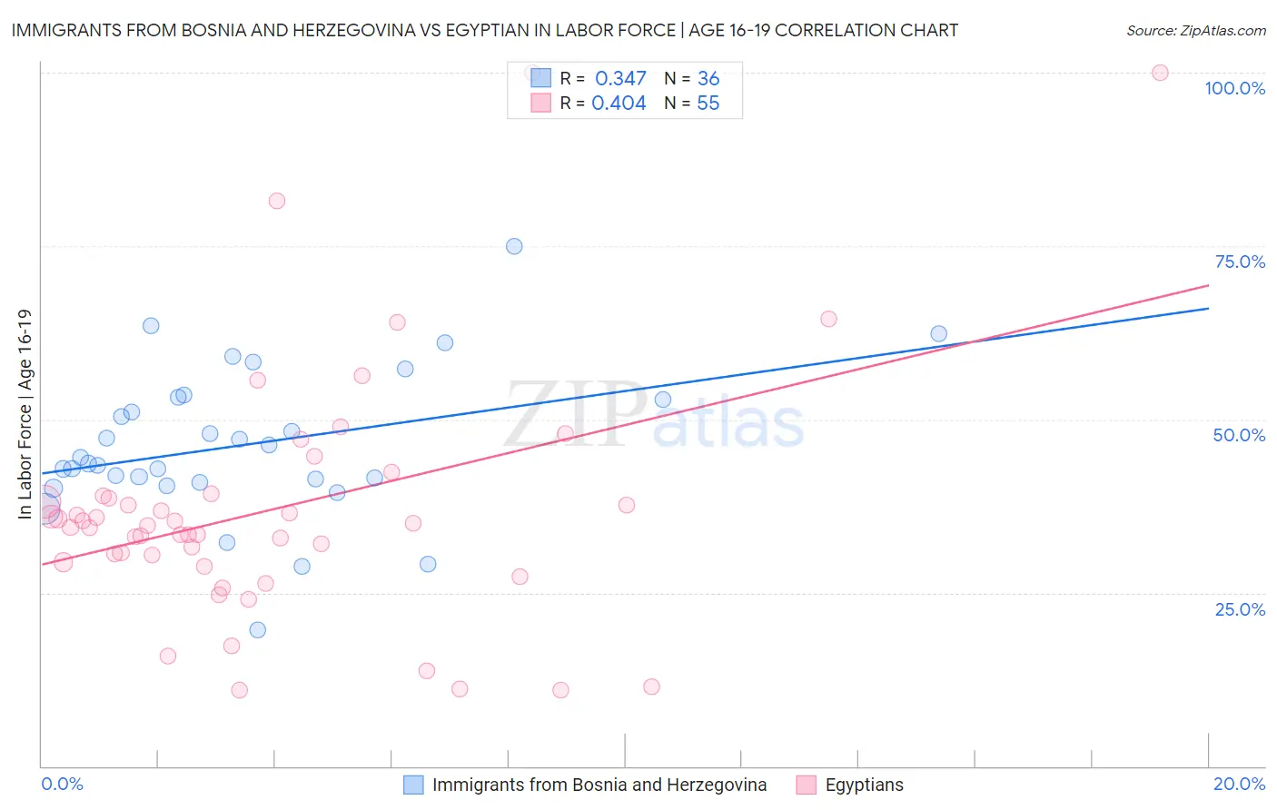 Immigrants from Bosnia and Herzegovina vs Egyptian In Labor Force | Age 16-19
