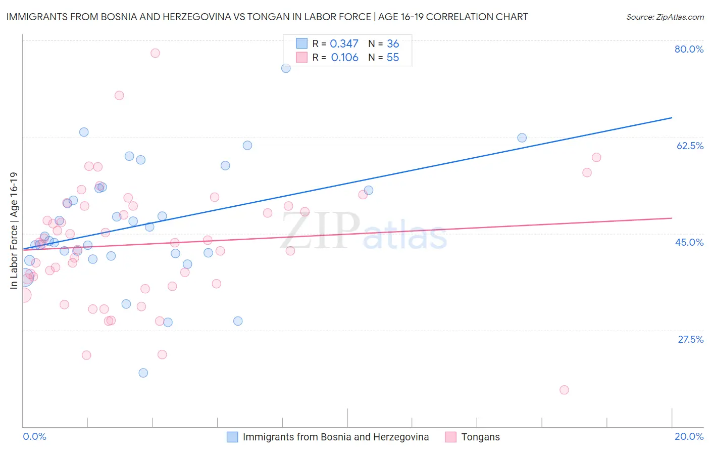 Immigrants from Bosnia and Herzegovina vs Tongan In Labor Force | Age 16-19