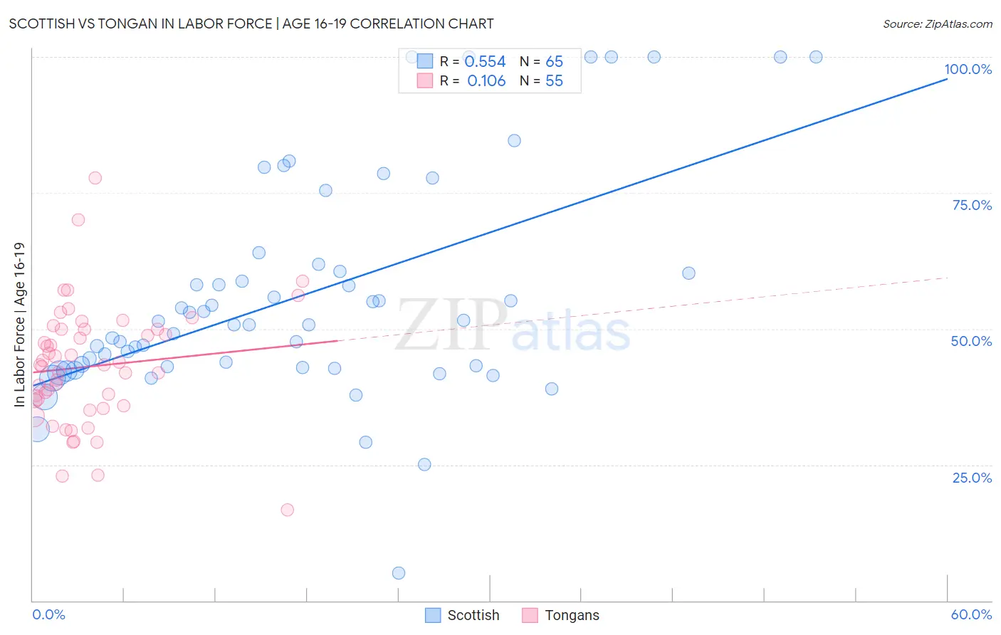 Scottish vs Tongan In Labor Force | Age 16-19