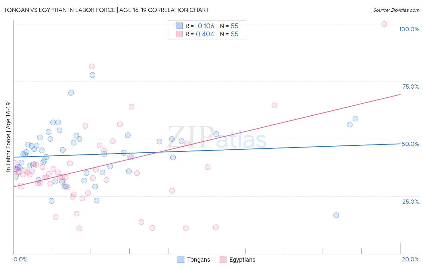 Tongan vs Egyptian In Labor Force | Age 16-19