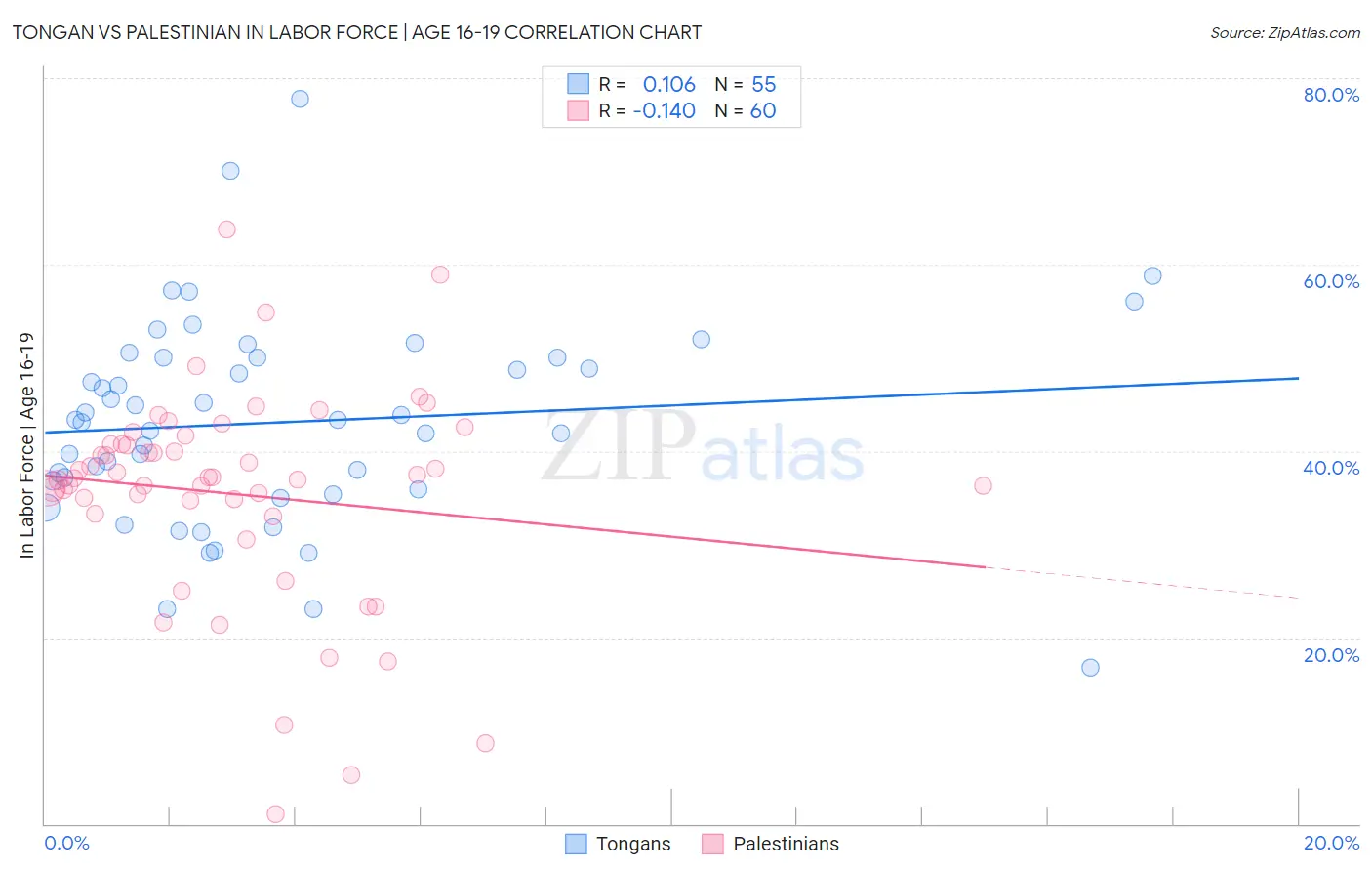 Tongan vs Palestinian In Labor Force | Age 16-19