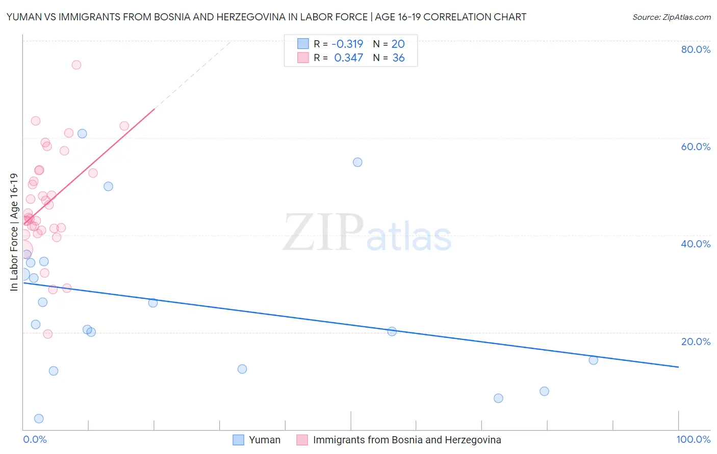 Yuman vs Immigrants from Bosnia and Herzegovina In Labor Force | Age 16-19