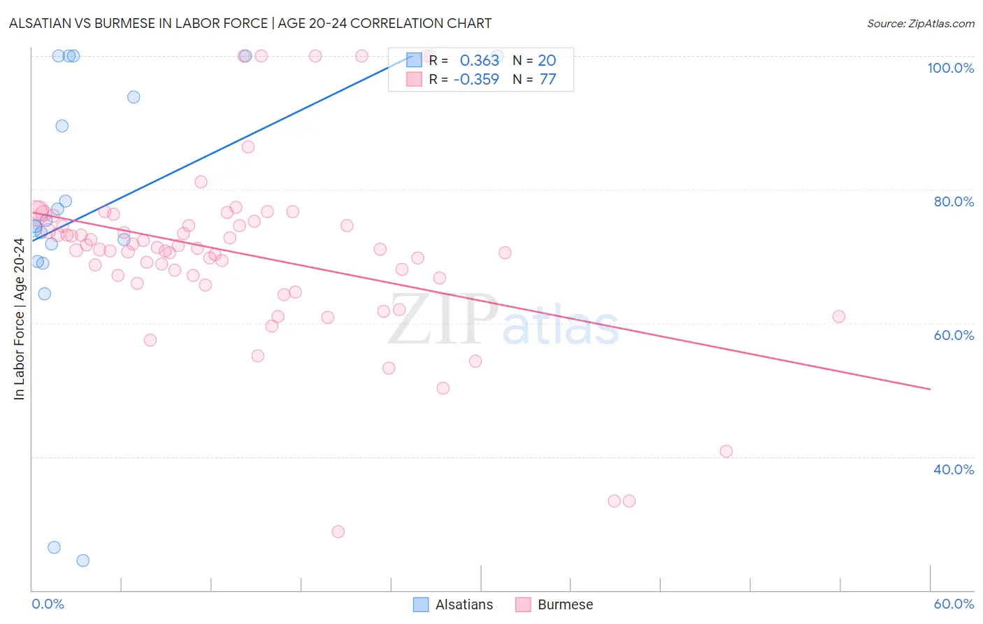 Alsatian vs Burmese In Labor Force | Age 20-24