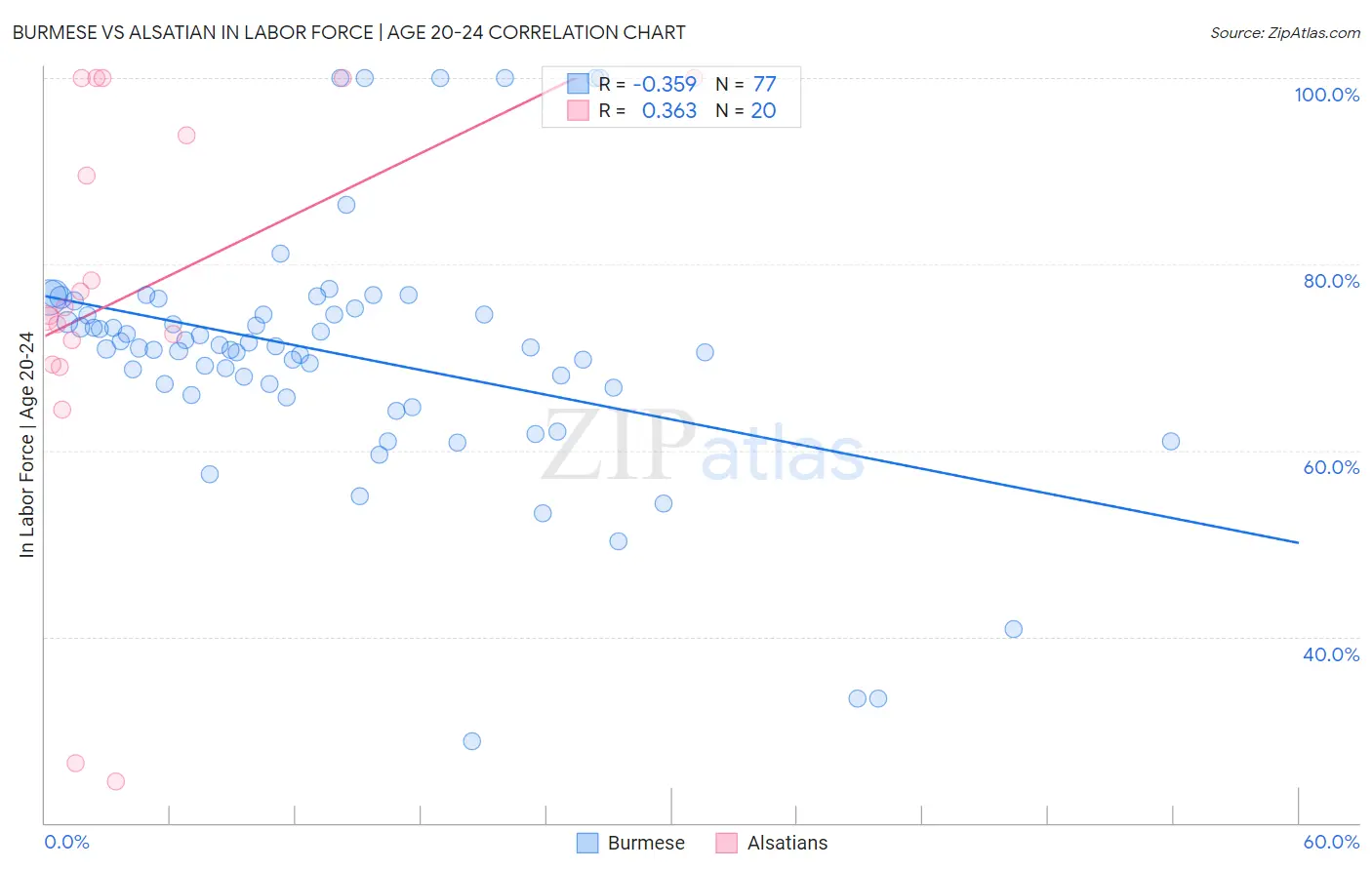 Burmese vs Alsatian In Labor Force | Age 20-24