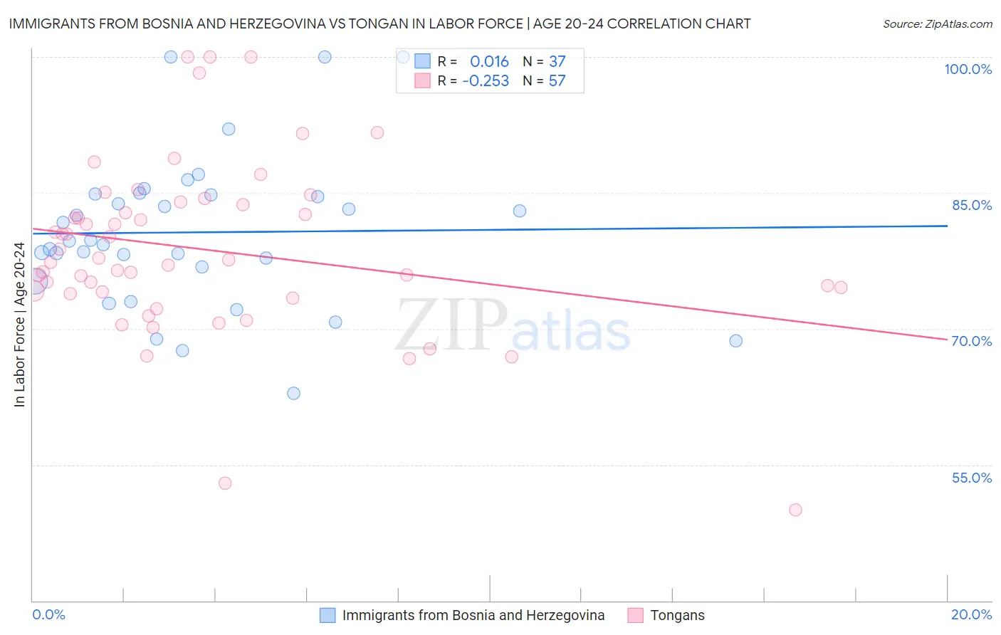 Immigrants from Bosnia and Herzegovina vs Tongan In Labor Force | Age 20-24