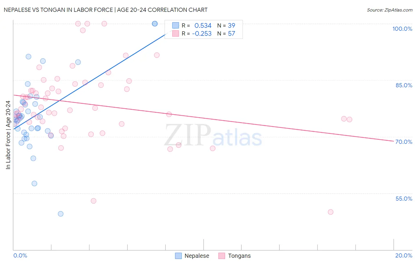 Nepalese vs Tongan In Labor Force | Age 20-24