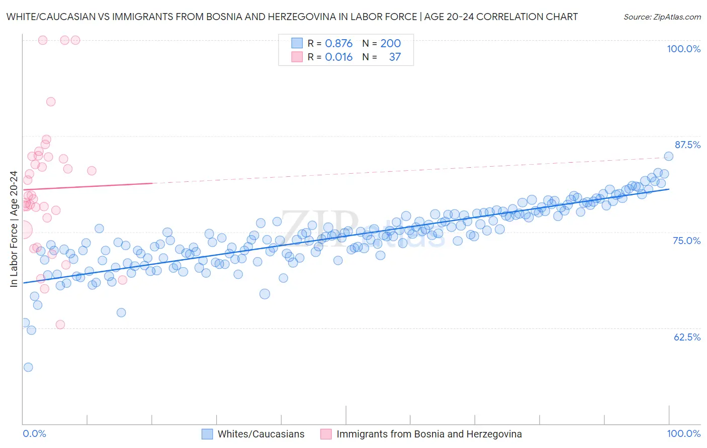 White/Caucasian vs Immigrants from Bosnia and Herzegovina In Labor Force | Age 20-24