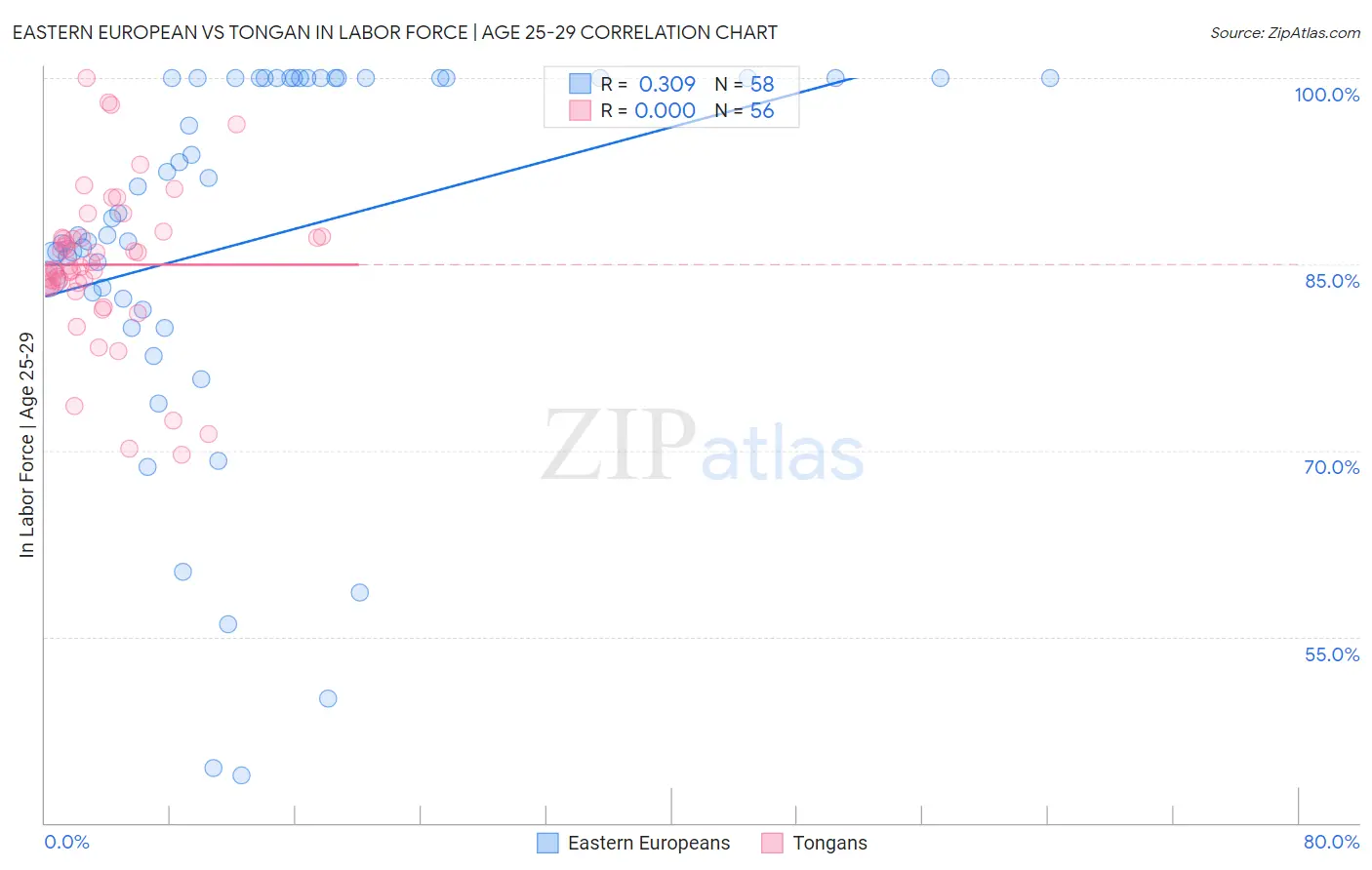 Eastern European vs Tongan In Labor Force | Age 25-29