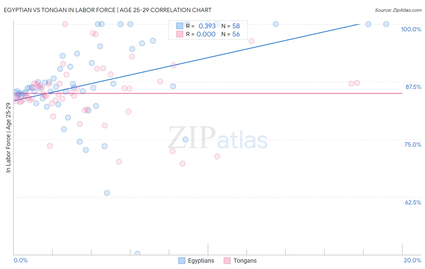 Egyptian vs Tongan In Labor Force | Age 25-29