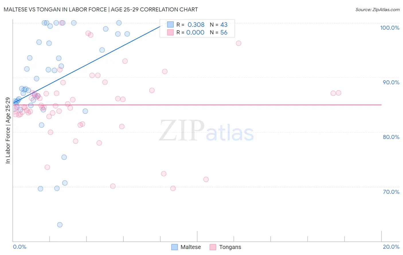 Maltese vs Tongan In Labor Force | Age 25-29