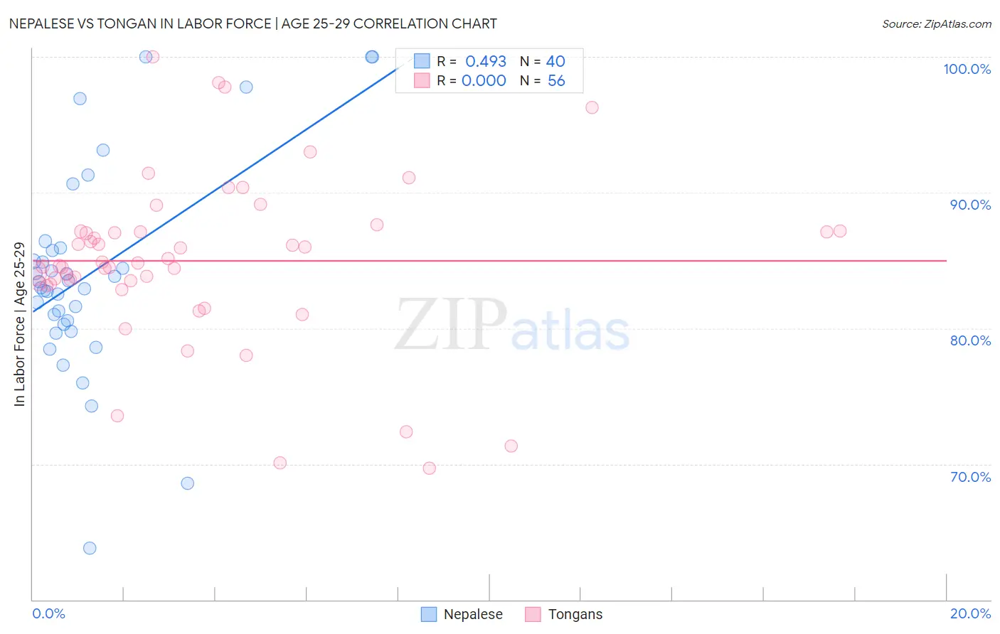 Nepalese vs Tongan In Labor Force | Age 25-29