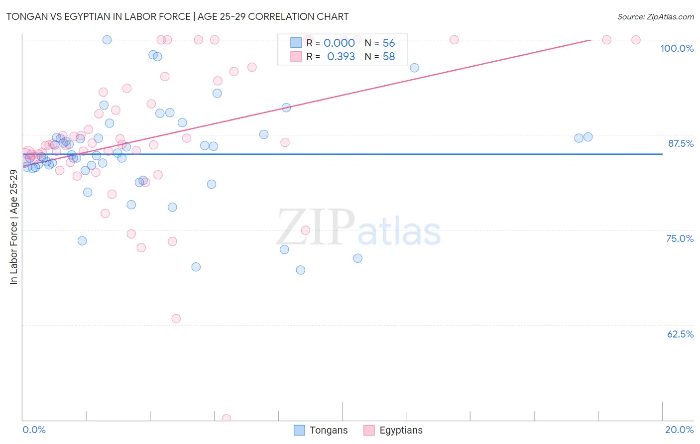 Tongan vs Egyptian In Labor Force | Age 25-29