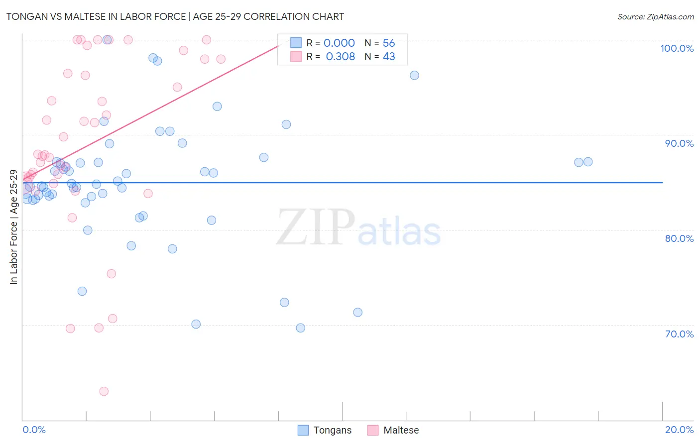 Tongan vs Maltese In Labor Force | Age 25-29
