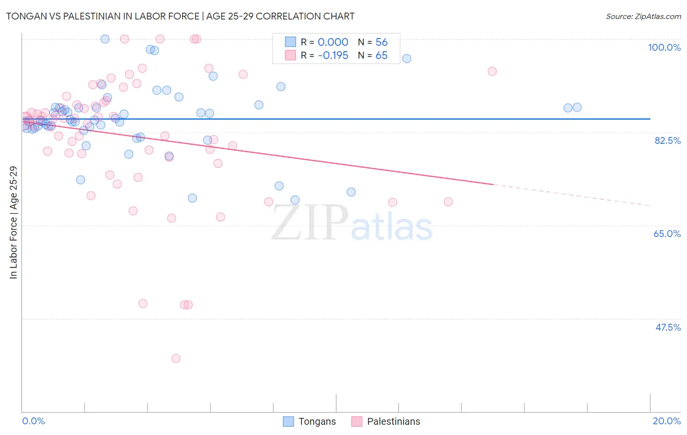 Tongan vs Palestinian In Labor Force | Age 25-29