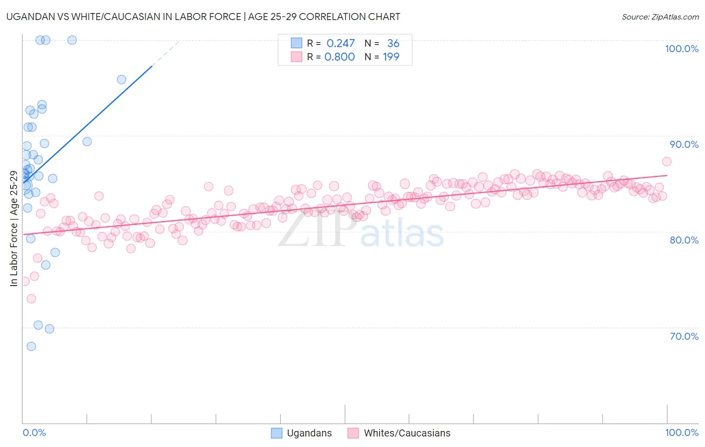 Ugandan vs White/Caucasian In Labor Force | Age 25-29