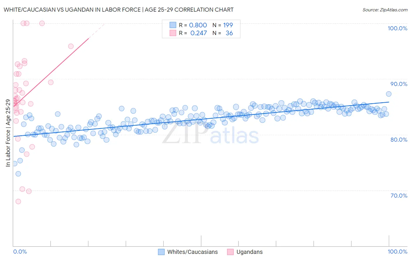 White/Caucasian vs Ugandan In Labor Force | Age 25-29